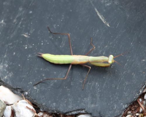 Mantis religiosa